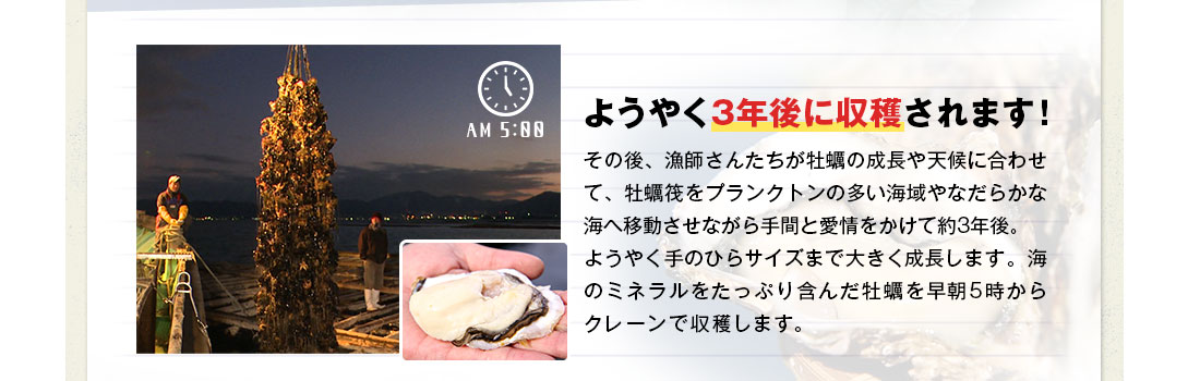 ようやく3年後に収穫されます