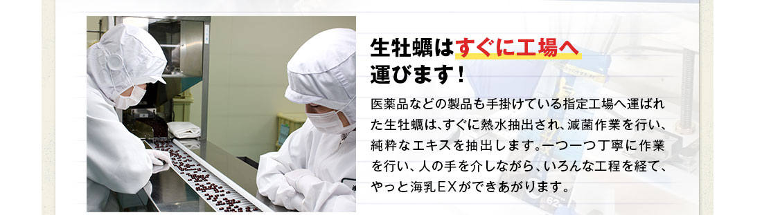 生牡蠣はすぐに工場へ運びます